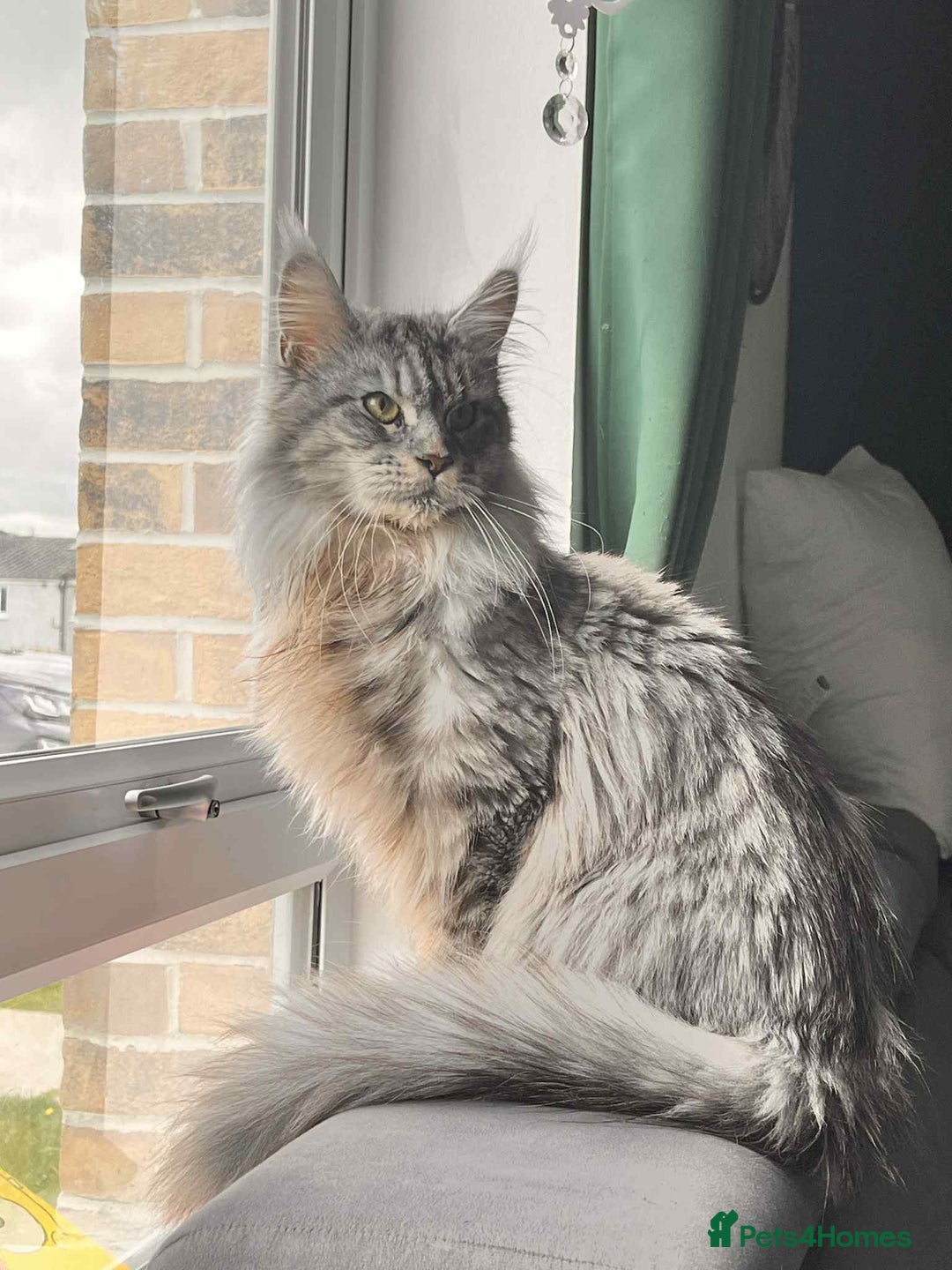Maine Coon cats for sale: Last girl  - Advert 3