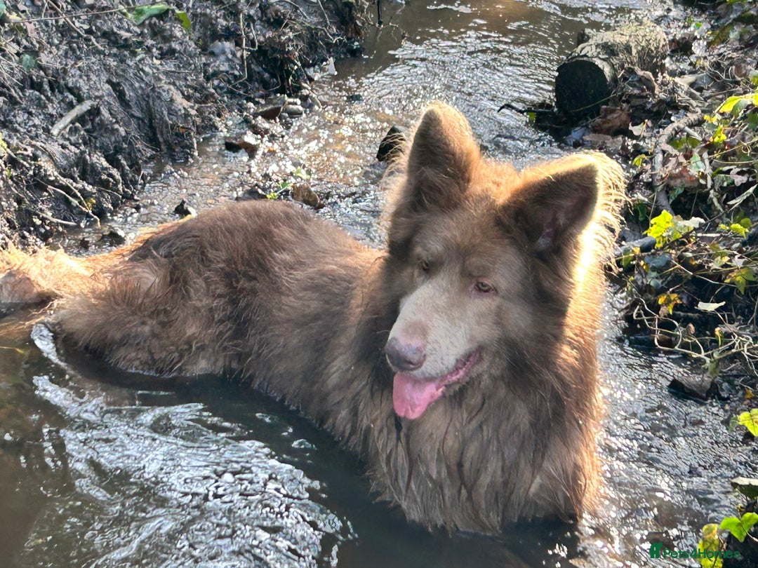 German Shepherd dogs for sale: German shepherd puppies DUE 20 th February 2026 - Advert 2