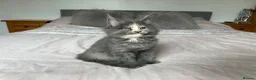 Maine Coon cats for sale: GCCF Blue and Silver Registered Maine Coon Kittens - Advert 9
