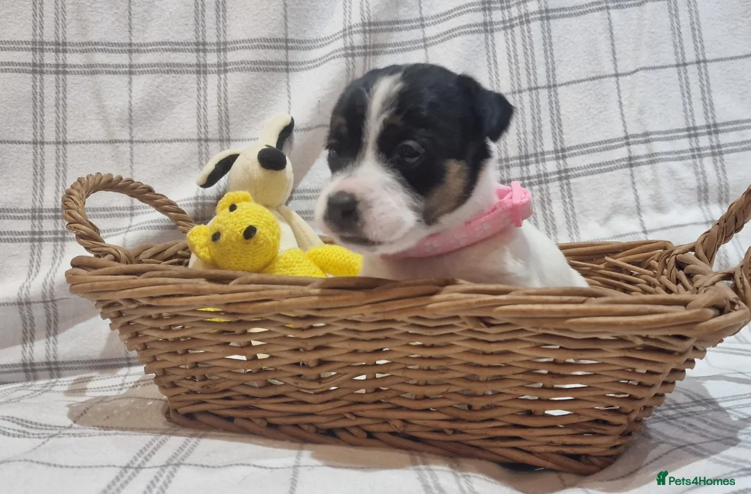 Jack Russell dogs for sale: Stunning Jack Russells, DNA health tested parents - Advert 14