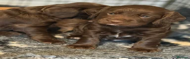 Cocker Spaniel 2
