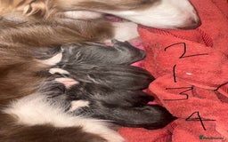 Border Collie dogs for stud: proven border collie at stud in Doncaster - Image 33