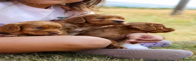 Cocker Spaniel 4