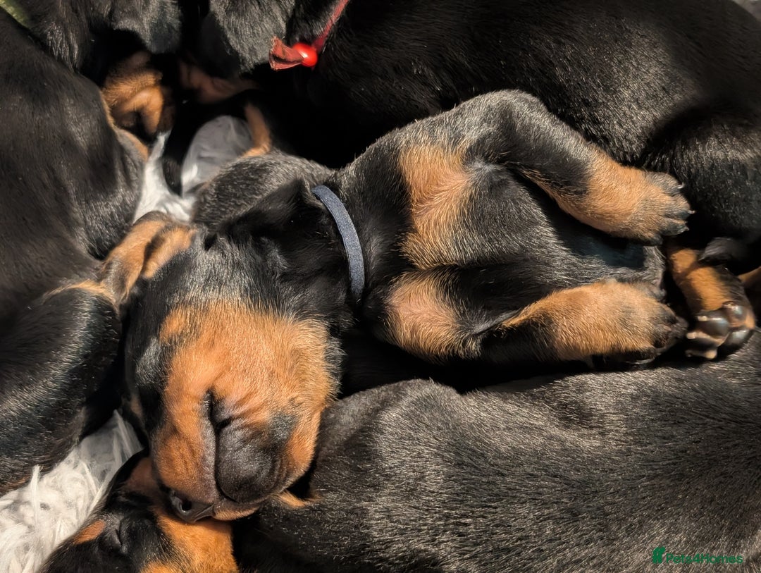 Dobermann dogs for sale: Doberman puppies  - Image 8