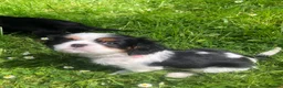 Cavalier King Charles Spaniel dogs for sale: Cavalier King Charles puppies  in Warrington - Advert 9