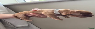 Cockapoo 1