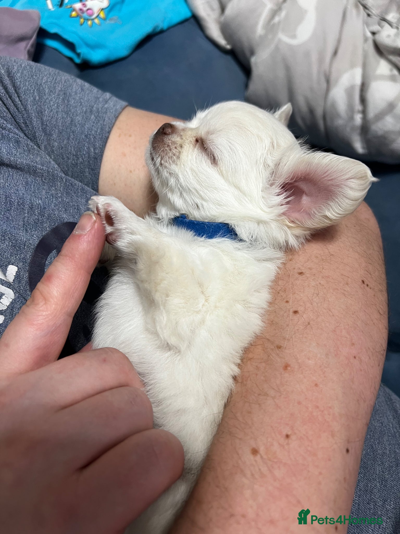 Chihuahua dogs  Long Coat Chihuahua 2 boys left Puppies - Advert 16