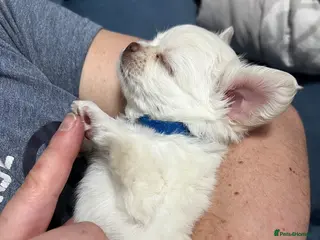 Chihuahua dogs Long Coat Chihuahua 2 boys left Puppies - Advert 16