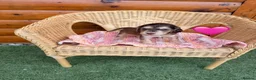 Cocker Spaniel dogs for sale: Kc reg Show type cocker spaniels  - Advert 4