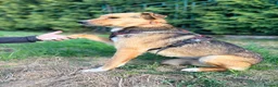 Mixed Breed dogs for adoption: ❤️🐶 STELLA – SHE BUILDS HER WORLD AROUND YOU in Burton-on-Trent - Advert 15