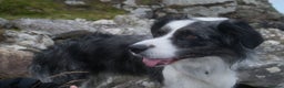 Border Collie dogs for stud: *proven* health tested working merle border collie in Leeds - Advert 8