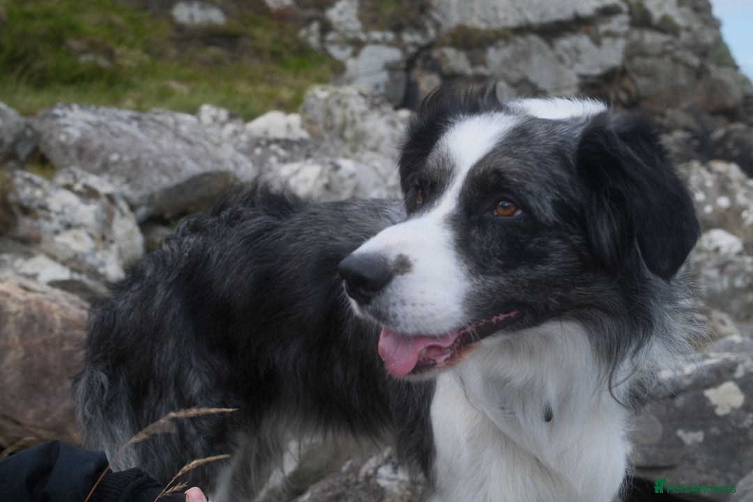 Border Collie dogs for stud: *proven* health tested working merle border collie in Leeds - Advert 8