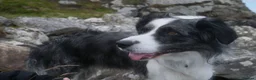 Border Collie dogs for stud: *proven* health tested working merle border collie in Leeds - Advert 10