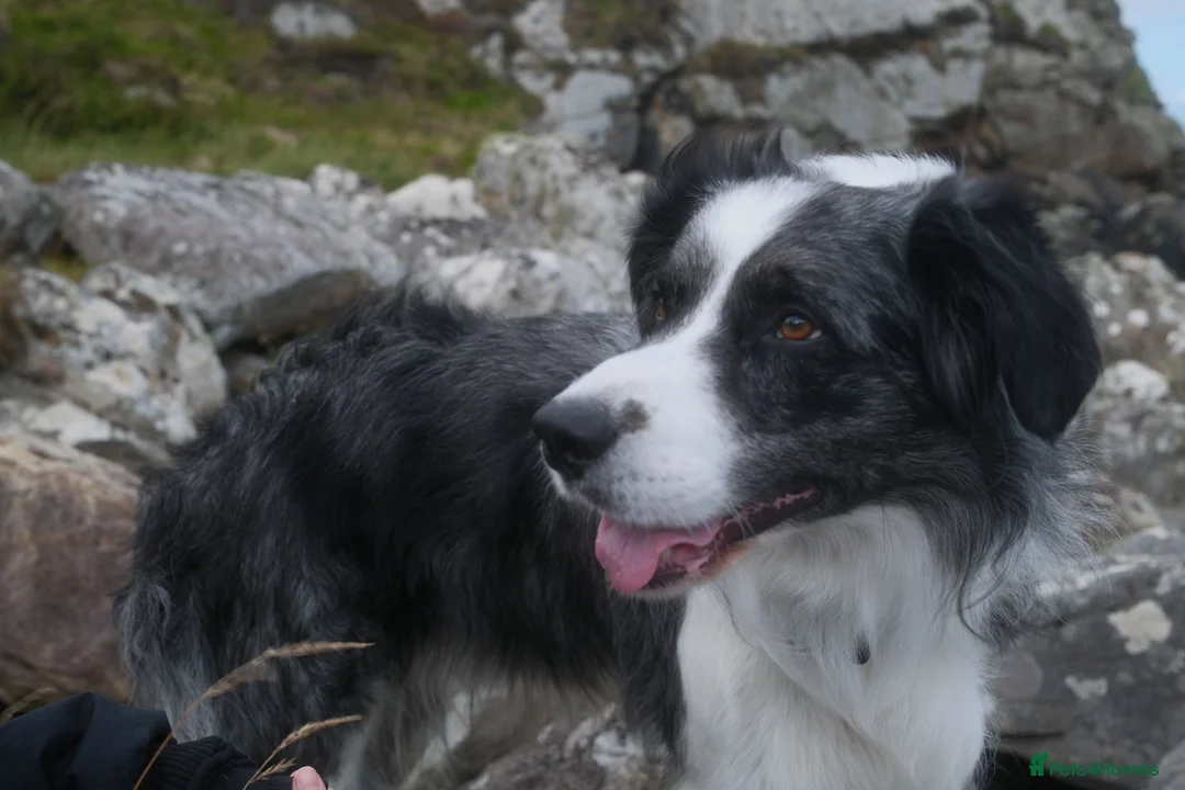 Border Collie dogs for stud: *proven* health tested working merle border collie in Leeds - Advert 10