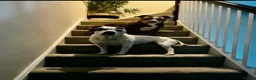 Mixed Breed dogs for sale: ⭐️Ready to leave⭐️ Beautiful Bully x staffy pups - Advert 21