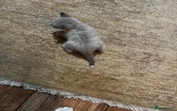 Mixed Breed cats for sale: Kittens for sale - Image 9