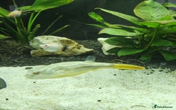 Pufferfish fish for sale: Fahaka puffer fish  - Image 5