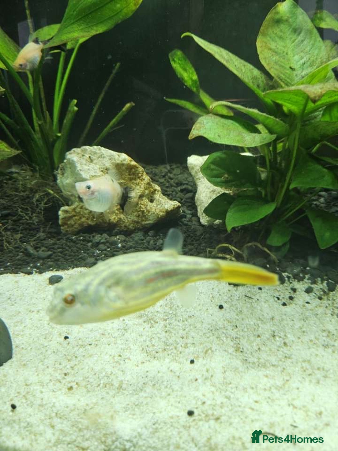 Pufferfish fish for sale: Fahaka puffer fish  - Image 5