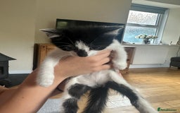 Domestic Shorthair cats for sale: Gorgeous traditional Black and white kittens  - Image 13