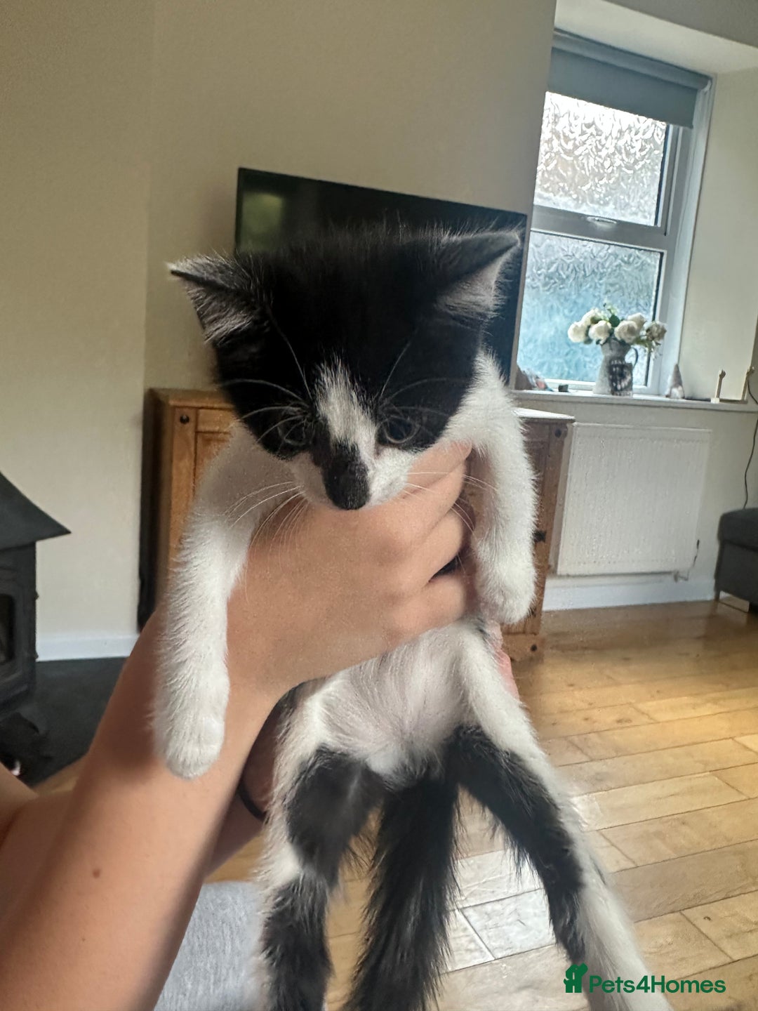 Domestic Shorthair cats for sale: Gorgeous traditional Black and white kittens  - Image 13