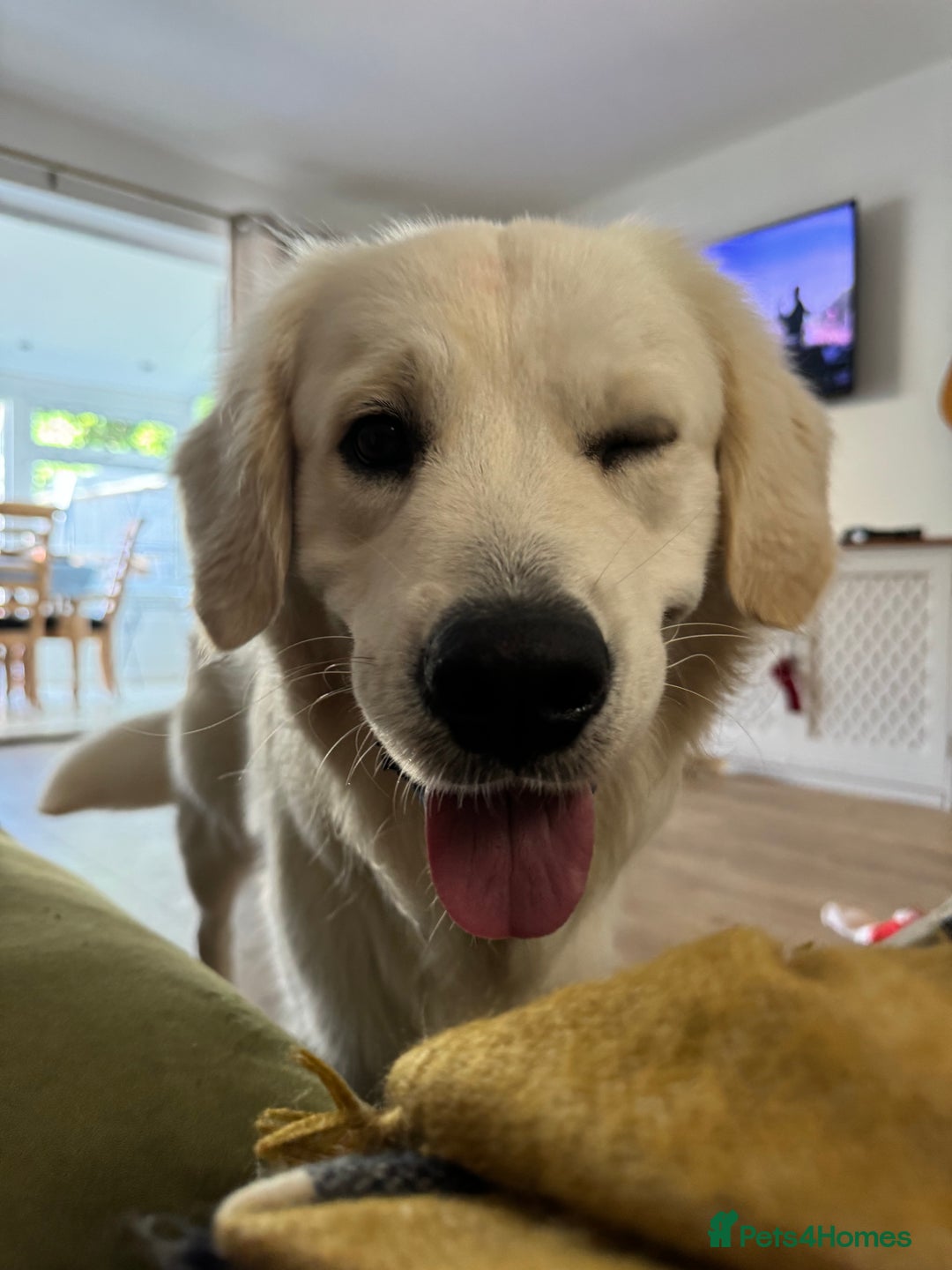 Golden Retriever dogs for stud: Barry - Golden Retriever KC Registered Pedigree  - Advert 5