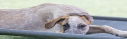 Mixed Breed dogs for adoption: Marvlous Meatball - Advert 18
