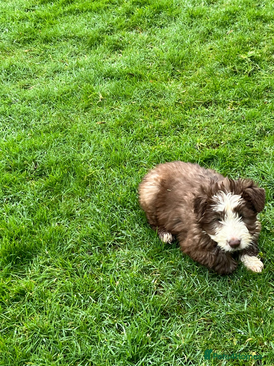 Bearded Collie dogs for sale: One Brown Beardie For Sale - Advert 7