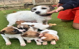 Jack Russell dogs for sale: Jack Russell terriers  - Image 4