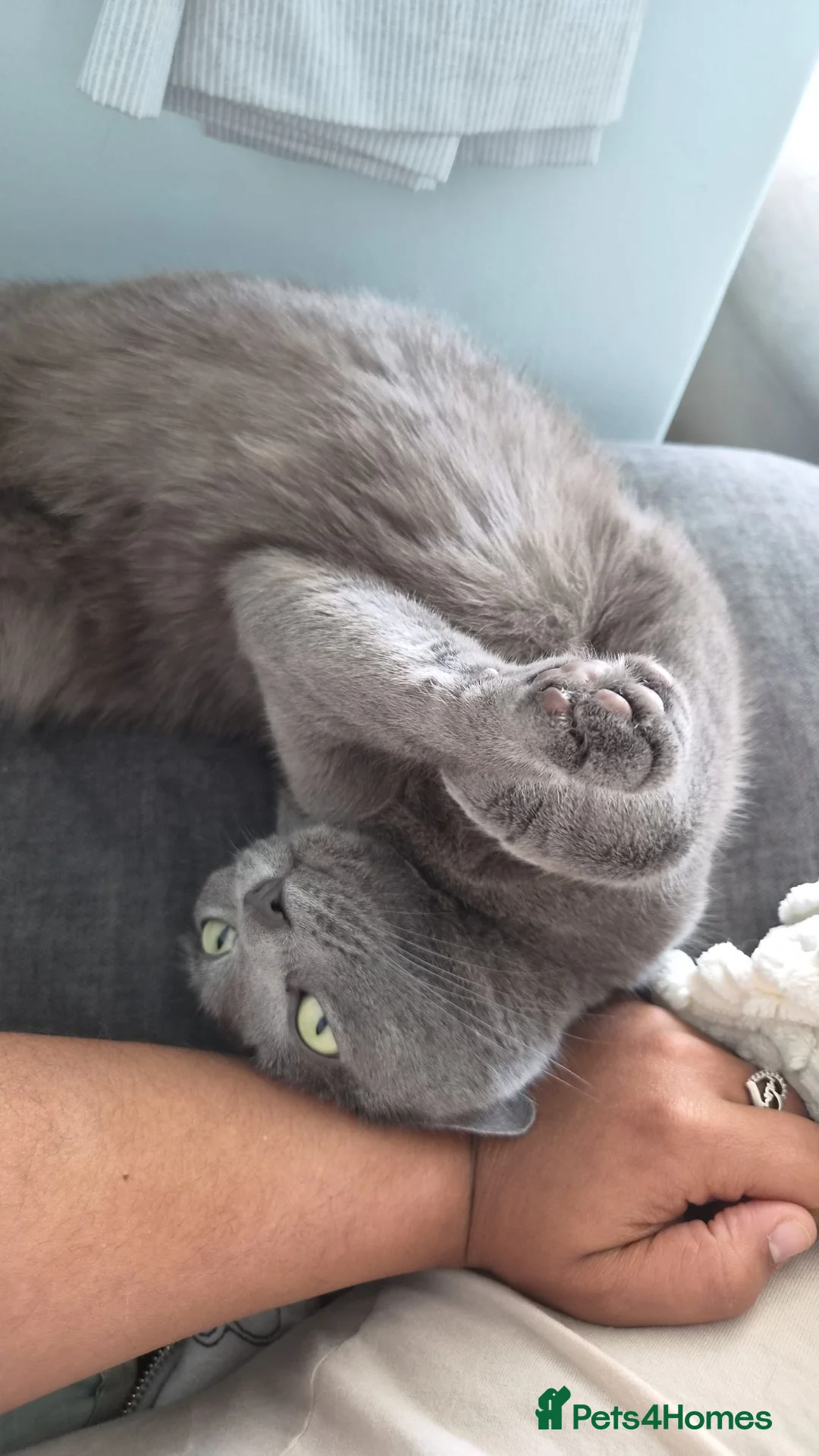Russian Blue cats for sale: Meddoe - Advert 2