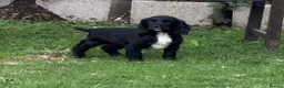Sprocker dogs for sale: Two Black Sprockers - Advert 17