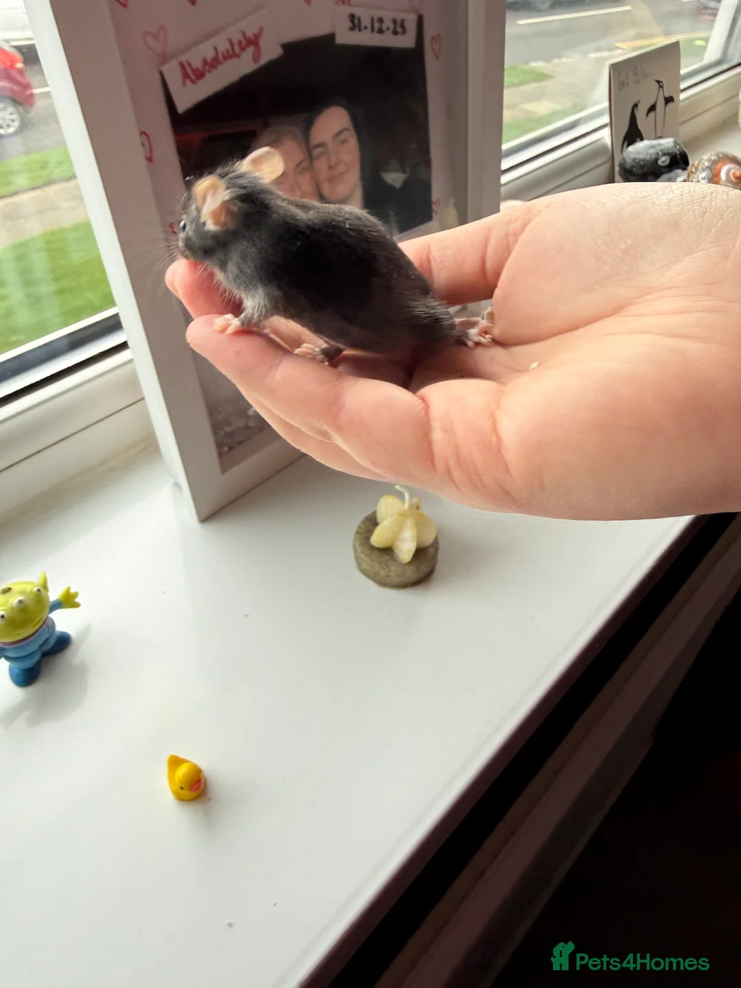 Mouse rodents for sale: Tri colour mice looking for new homes - Advert 6