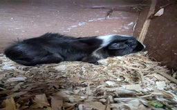 Guinea Pig rodents for sale: Little boy piggies - Image 6