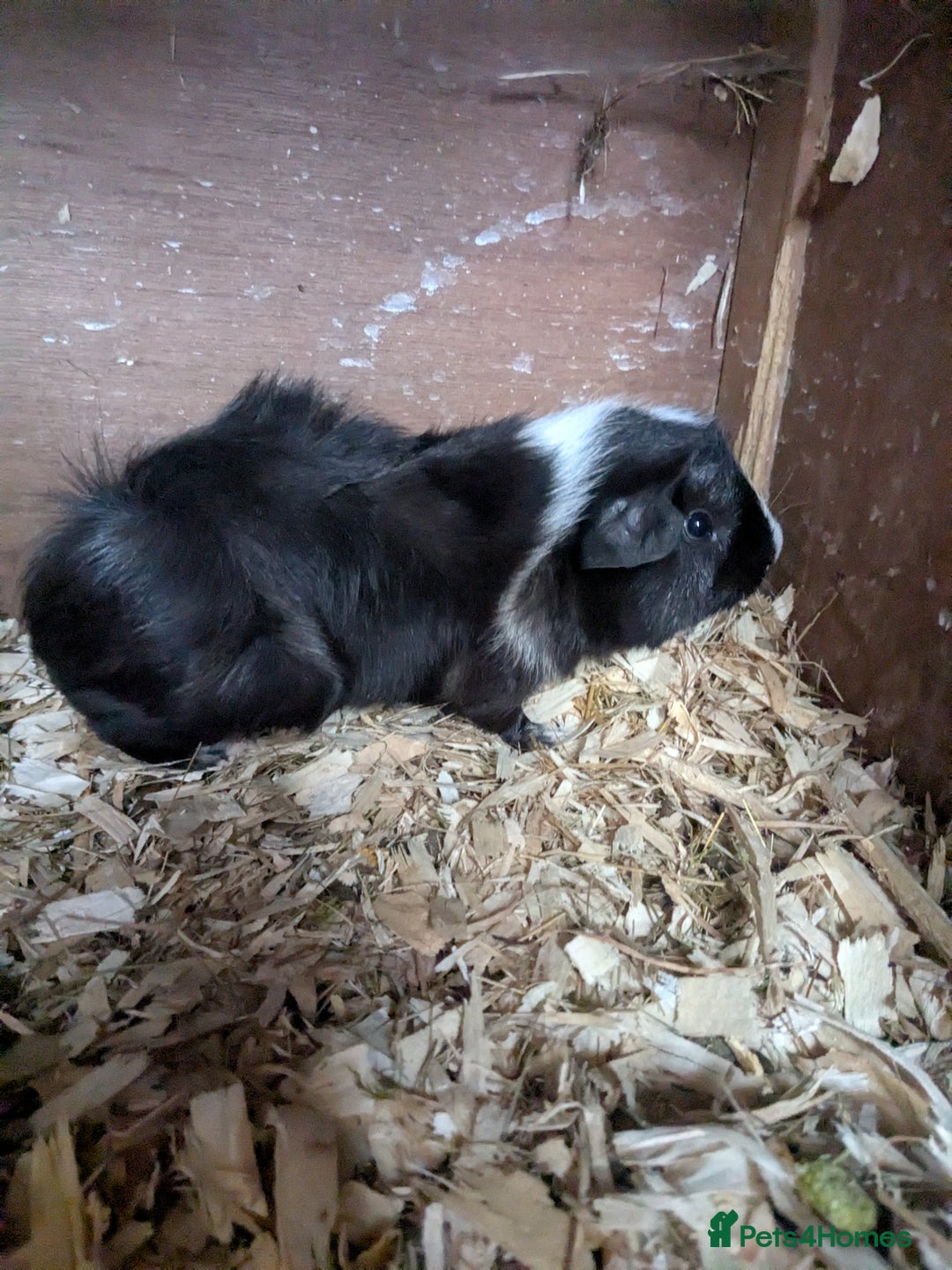 Guinea Pig rodents for sale: Little boy piggies - Image 6