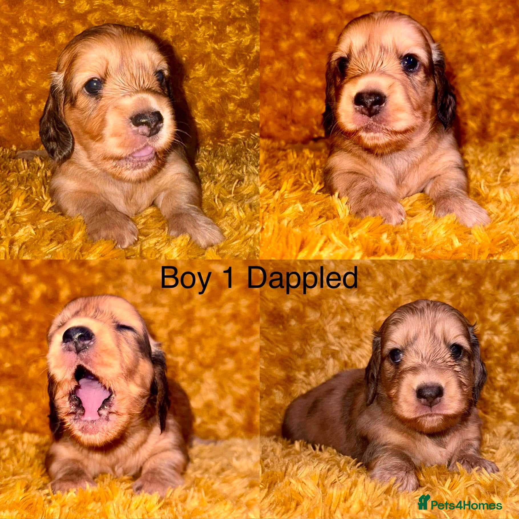 Miniature Dachshund dogs Long hair cream dachshund puppies for sale  - Advert 1