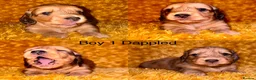 Miniature Dachshund dogs for sale: LH cream dachshund puppies ready   - Advert 2