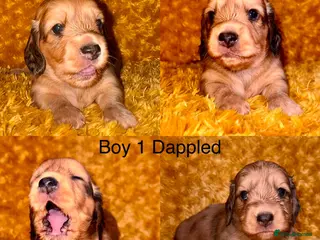 Miniature Dachshund dogs Long hair cream dachshund puppies for sale - Advert 4