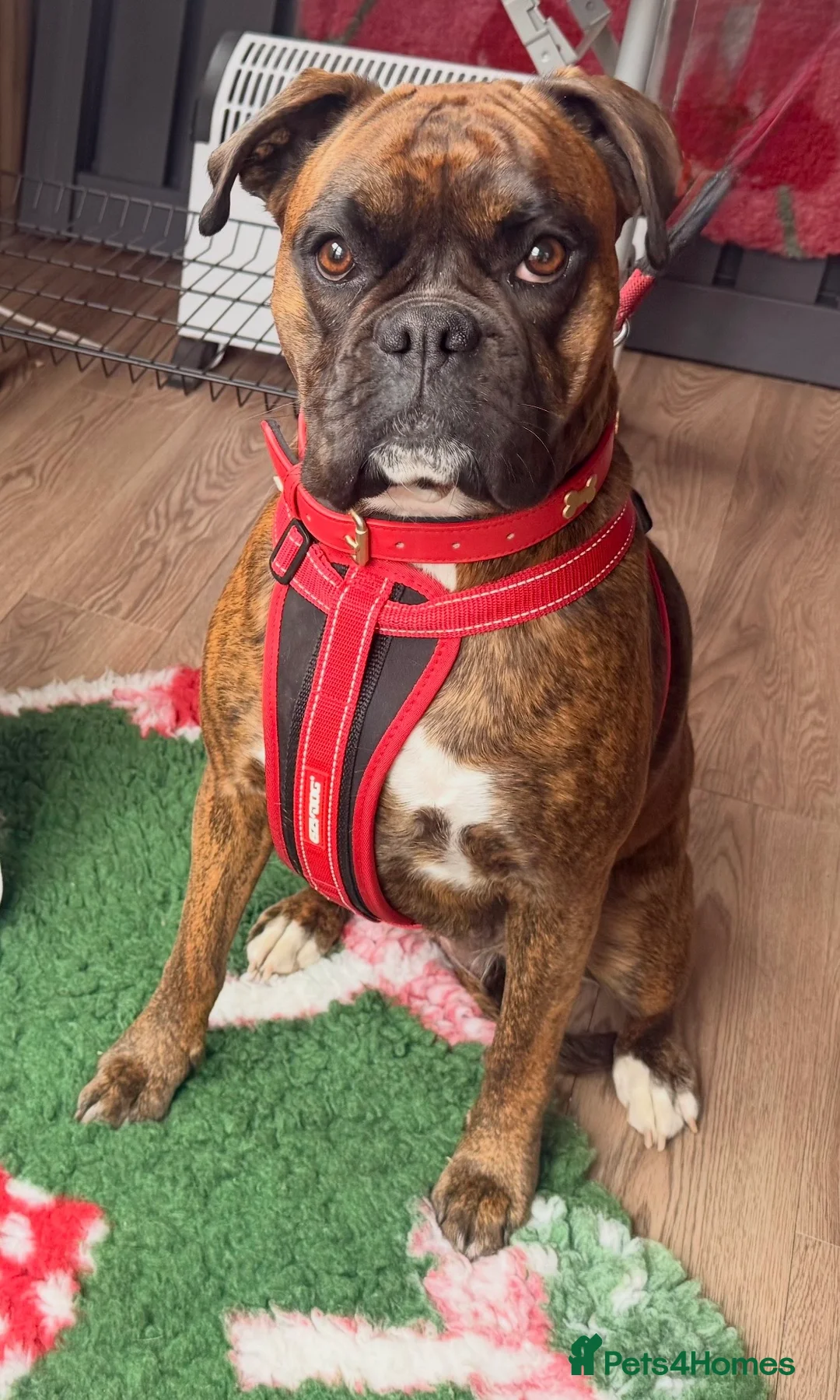 Boxer dogs for sale: Gorgeous litter of boxer puppies 🐶  in Nottingham - Advert 2
