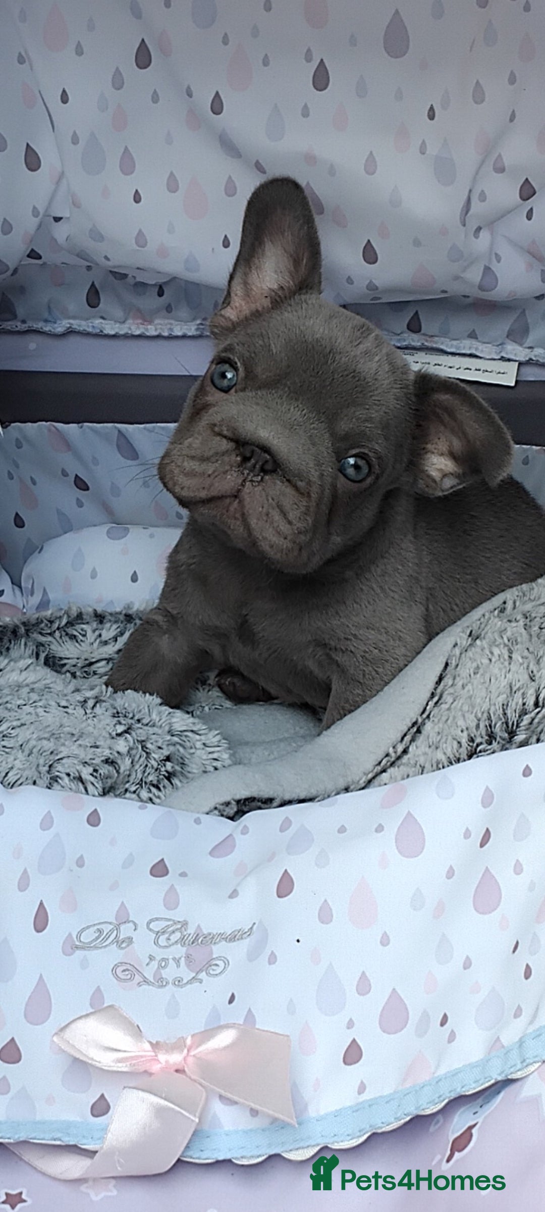 French Bulldog dogs for sale: LAST BIG ROPE LILAC MALE CARRYING FLUFFY - Image 2