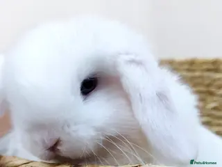 Mini Lop rabbits Beautiful mini lop x mini lop lion head - Advert 5