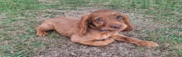 Cocker Spaniel dogs for sale: KC REG RED WORKING COCKER SPANIEL - Advert 9