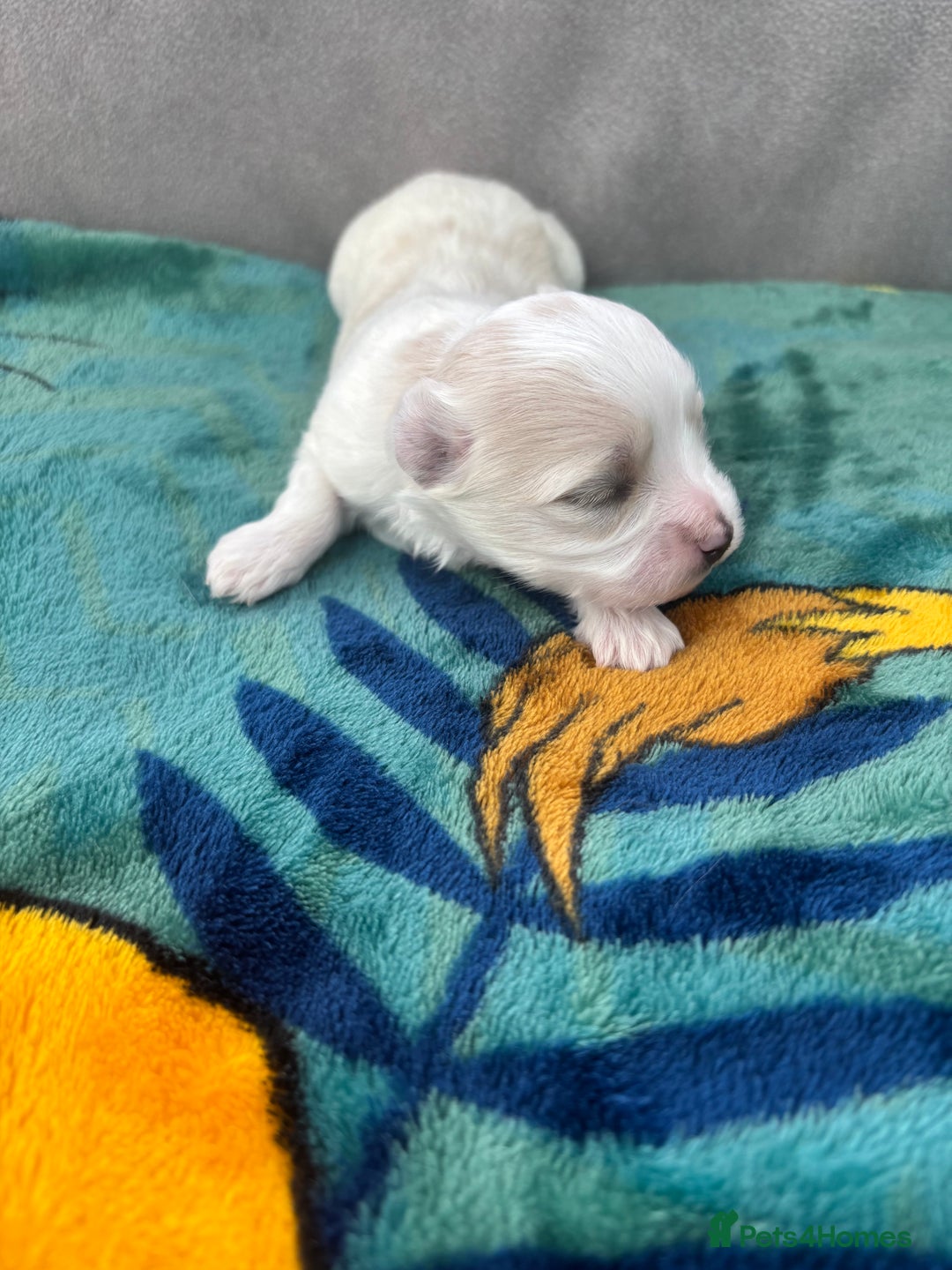 Maltese dogs for sale: Beautiful Maltese puppies for sale - Image 6
