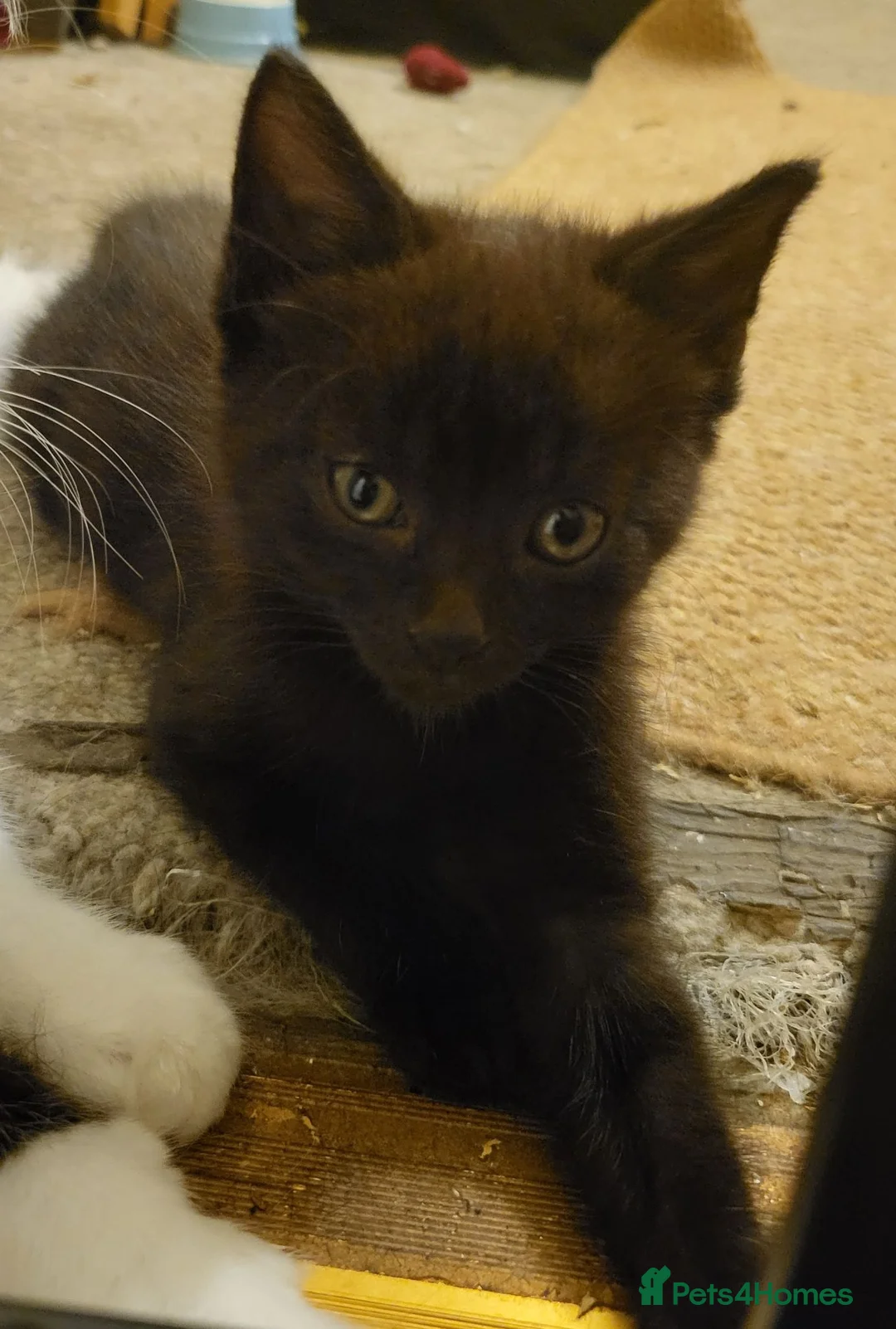 Mixed Breed cats for sale: 2 black kittens ready and waiting - Advert 2