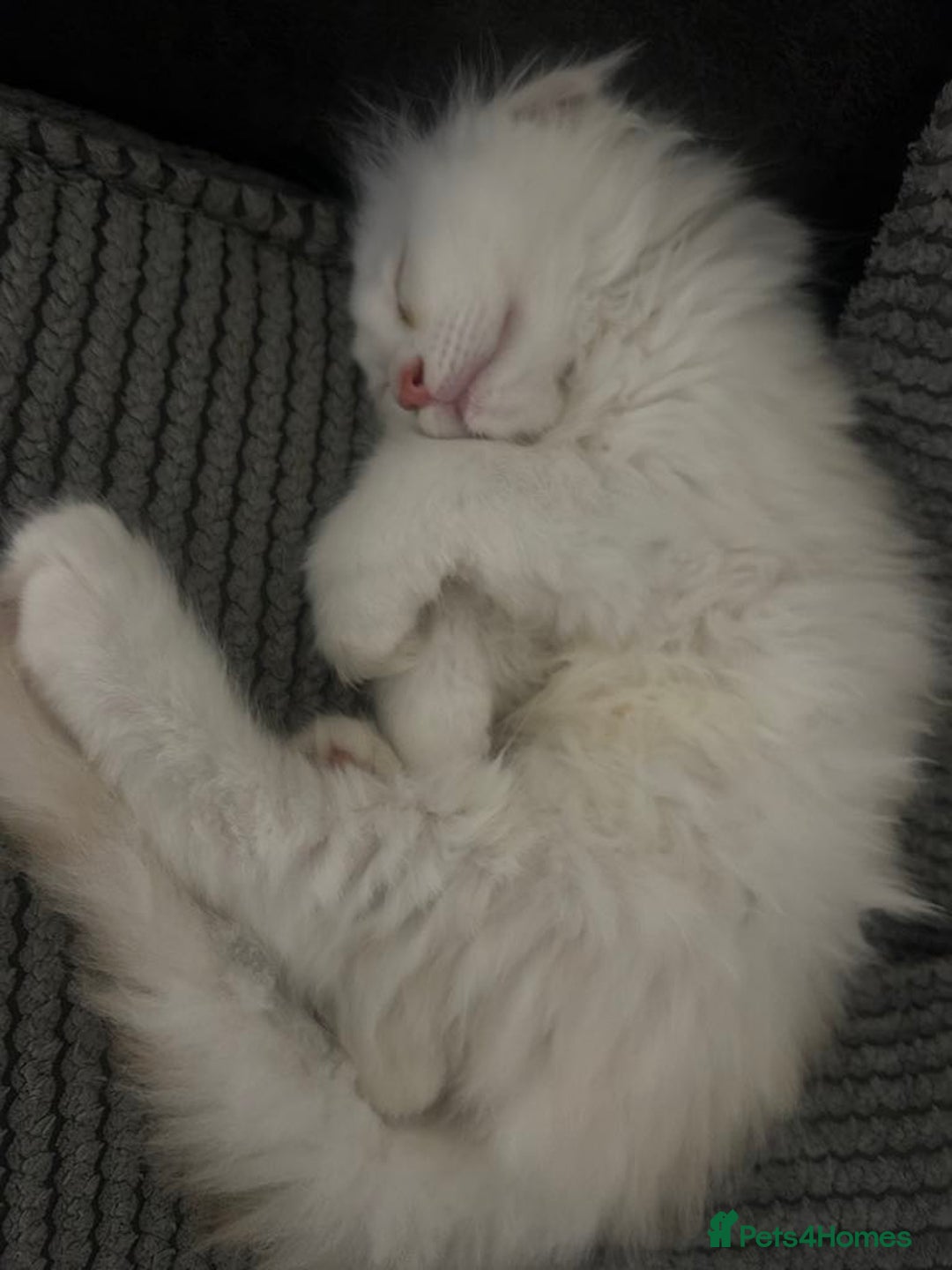Maine Coon cats for sale: Main Coon kittens for sale - Image 22