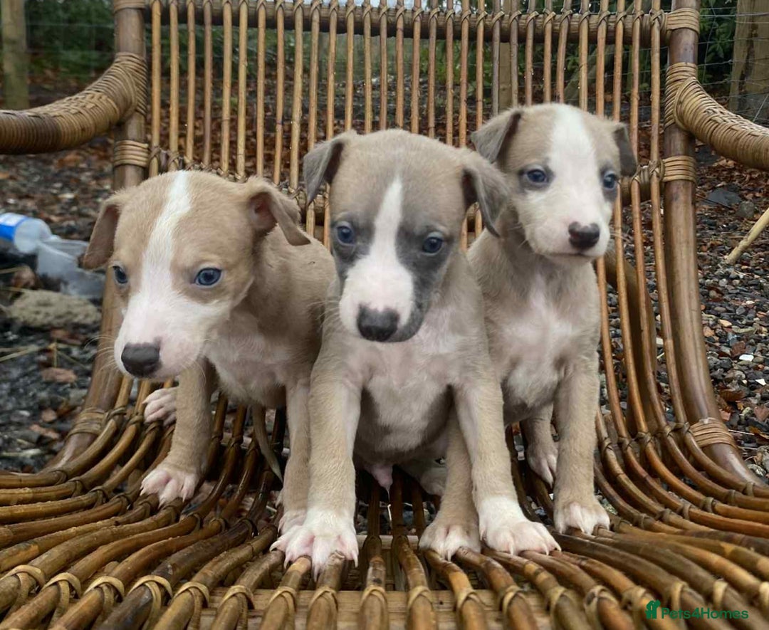 Whippet dogs for sale: Stunning whippet pups - Advert 15