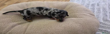 Miniature Dachshund 1 male dapple