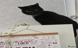 Mixed Breed cats for sale: Loki & Nova - Image 16