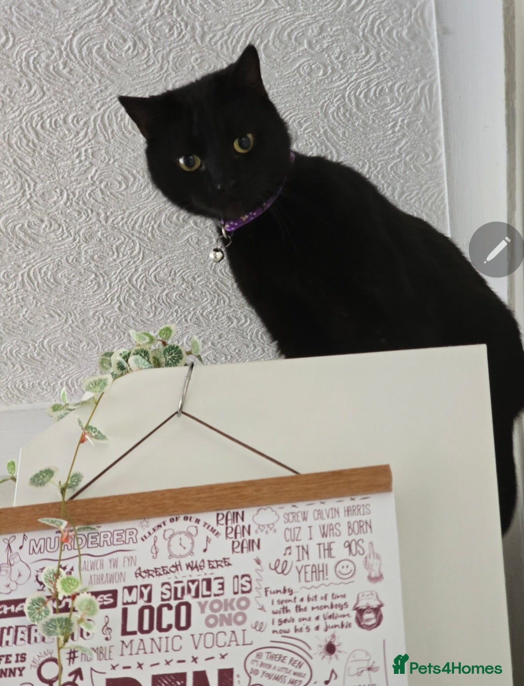 Mixed Breed cats for sale: Loki & Nova - Image 16