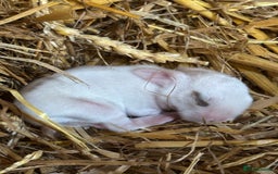 Mini Lop rabbits for sale: Mini lop bunnies  - Image 11