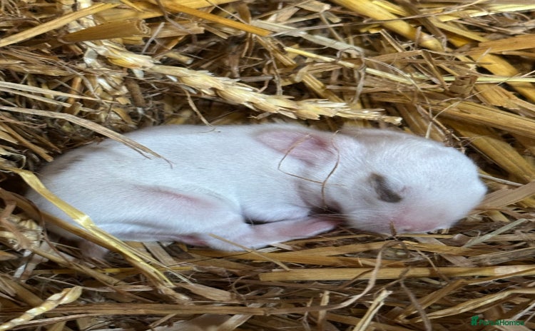 Mini Lop rabbits - Advert 4