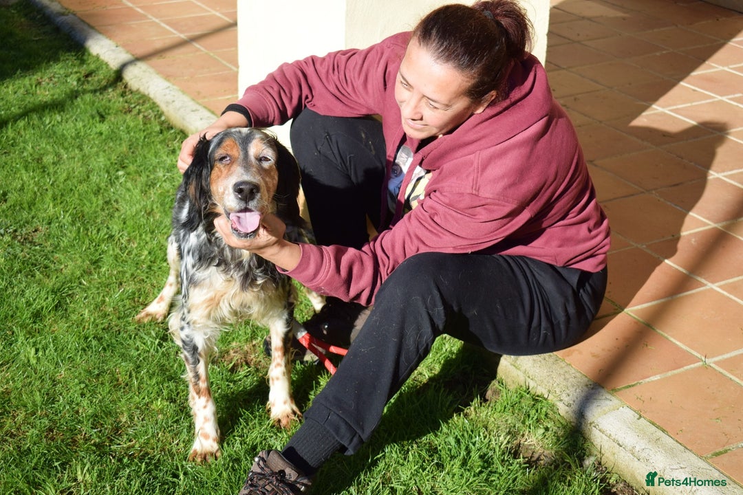 English Setter dogs for adoption: Carina - Advert 3